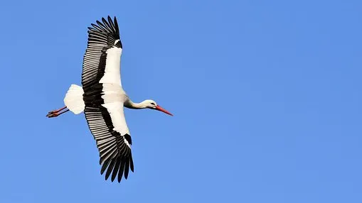 Rubrik_Naturschutz_Biodiv-pixabay_stork-3363503__340